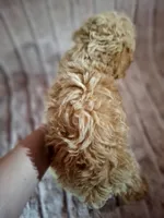 BISCUIT AKC boy, a male Poodle - Toy  for sale in Macon, GA – Photo 6 of 8