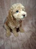BISCUIT AKC boy, a male Poodle - Toy  for sale in Macon, GA – Photo 2 of 8