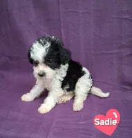 SADIE, a female Schnoodle and Poodle - Toy  for sale in Macon, GA – 5 of 10