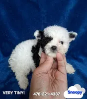 SNOOPY , a male Poodle - Toy  for sale in Macon, GA – 8 of 9