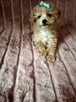 CARAMEL, a female Poodle - Toy  for sale in Macon, GA – Photo 4 of 7