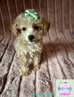 CARAMEL, a female Poodle - Toy  for sale in Macon, GA – Photo 1 of 7