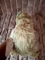 CARAMEL, a female Poodle - Toy  for sale in Macon, GA – Photo 7 of 7