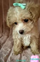 CARAMEL, a female Poodle - Toy  for sale in Macon, GA – Photo 6 of 7