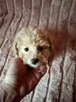 CARAMEL, a female Poodle - Toy  for sale in Macon, GA – Photo 3 of 7