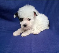 SNOOPY , a male Poodle - Toy  for sale in Macon, GA – 2 of 9