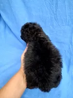 SHADOW  AKC, a male Poodle - Toy  for sale in Macon, GA – 8 of 9