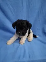 TRIGGER , a male Schnoodle and Poodle - Toy  for sale in Macon, GA – 7 of 9