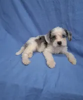 CHARLIE , a male Schnoodle and Poodle - Toy  for sale in Macon, GA – 2 of 9