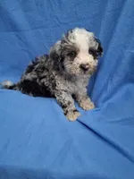 ROMEO , a male Schnoodle and Poodle - Toy  for sale in Macon, GA – 7 of 10