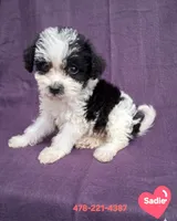 SADIE, a female Schnoodle and Poodle - Toy  for sale in Macon, GA – 2 of 10