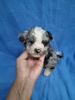 ROMEO , a male Schnoodle and Poodle - Toy  for sale in Macon, GA – 8 of 10