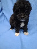 SHADOW  AKC, a male Poodle - Toy  for sale in Macon, GA – 9 of 9