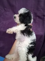SADIE, a female Schnoodle and Poodle - Toy  for sale in Macon, GA – 10 of 10