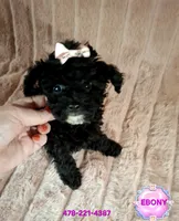 EBONY  female, a female Poodle - Toy  for sale in Macon, GA – Photo 1 of 7
