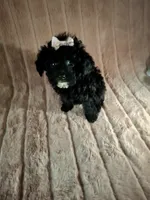 EBONY  female, a female Poodle - Toy  for sale in Macon, GA – Photo 7 of 7