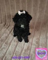 EBONY  female, a female Poodle - Toy  for sale in Macon, GA – Photo 4 of 7