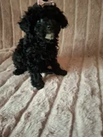 EBONY  female, a female Poodle - Toy  for sale in Macon, GA – Photo 6 of 7
