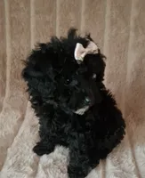 EBONY  female, a female Poodle - Toy  for sale in Macon, GA – Photo 2 of 7