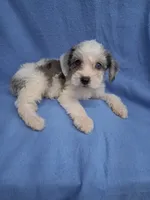 CHARLIE , a male Schnoodle and Poodle - Toy  for sale in Macon, GA – 4 of 9