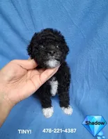 SHADOW , a male Poodle - Toy  for sale in Macon, GA – 3 of 8