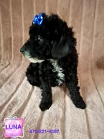 AKC LUNA girl, a female Poodle - Toy  for sale in Macon, GA – Photo 6 of 8