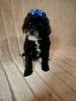 AKC LUNA girl, a female Poodle - Toy  for sale in Macon, GA – Photo 3 of 8