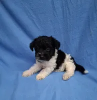 TRIGGER , a male Schnoodle and Poodle - Toy  for sale in Macon, GA – 2 of 9