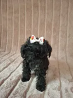 AKC VIOLET girl, a female Poodle - Toy  for sale in Macon, GA – Photo 6 of 6