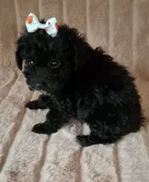 AKC VIOLET girl, a female Poodle - Toy  for sale in Macon, GA – Photo 4 of 6