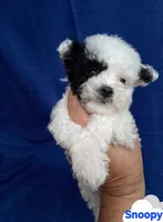 SNOOPY , a male Poodle - Toy  for sale in Macon, GA – 4 of 9