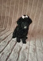 AKC EBONY girl, a female Poodle - Toy  for sale in Macon, GA – Photo 5 of 6