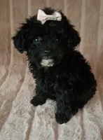 AKC EBONY girl, a female Poodle - Toy  for sale in Macon, GA – Photo 2 of 6