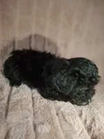 AKC EBONY girl, a female Poodle - Toy  for sale in Macon, GA – Photo 4 of 6