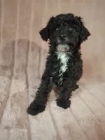 SOOT  AKC, a male Poodle - Toy  for sale in Macon, GA – Photo 4 of 8