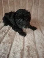 SOOT  AKC, a male Poodle - Toy  for sale in Macon, GA – Photo 7 of 8