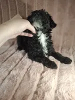 SOOT  AKC, a male Poodle - Toy  for sale in Macon, GA – Photo 5 of 8