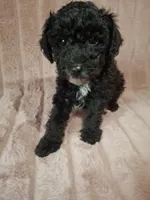 SOOT  AKC, a male Poodle - Toy  for sale in Macon, GA – Photo 2 of 8