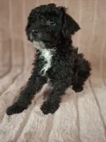 SOOT  AKC, a male Poodle - Toy  for sale in Macon, GA – Photo 6 of 8