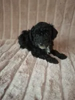 SOOT  AKC, a male Poodle - Toy  for sale in Macon, GA – Photo 8 of 8