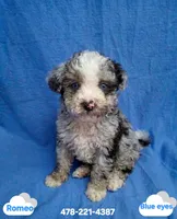ROMEO , a male Schnoodle and Poodle - Toy  for sale in Macon, GA – 4 of 10