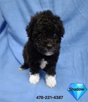 SHADOW  AKC, a male Poodle - Toy  for sale in Macon, GA – 4 of 9
