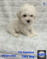 RUNT CKC, a male Poodle - Toy  for sale in Macon, GA – Photo 5 of 6