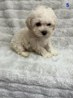 RUNT CKC, a male Poodle - Toy  for sale in Macon, GA – Photo 3 of 6