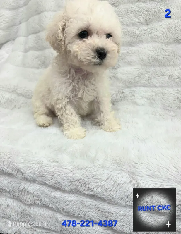 RUNT CKC, a male Poodle - Toy  for sale in Macon, GA – Photo 1 of 6