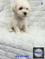 RUNT CKC, a male Poodle - Toy  for sale in Macon, GA – Photo 1 of 6