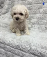 RUNT CKC, a male Poodle - Toy  for sale in Macon, GA – Photo 6 of 6