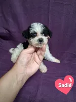 SADIE, a female Schnoodle and Poodle - Toy  for sale in Macon, GA – 8 of 10