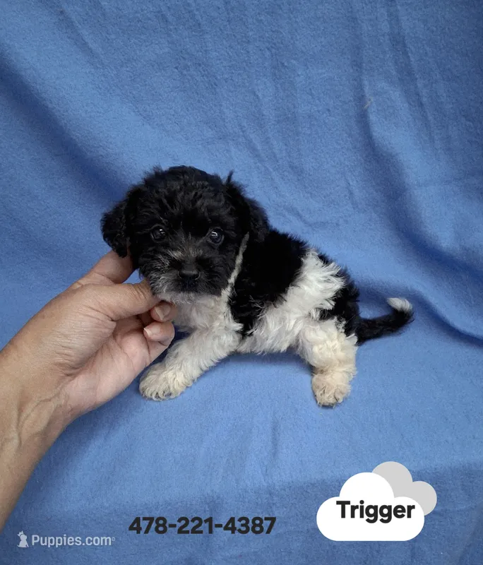 TRIGGER  – Schnoodle, Poodle - Toy  puppy for sale in Macon, GA