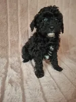 SHADOW AKC, a male Poodle - Toy  for sale in Macon, GA – Photo 4 of 6